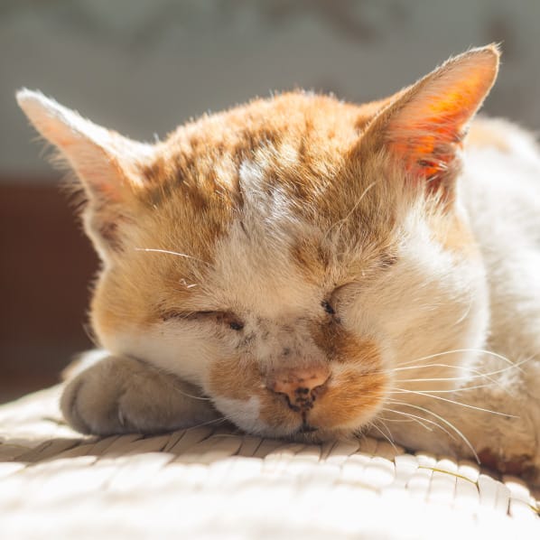 Cat sleeping on a textured surface with a blurred background
