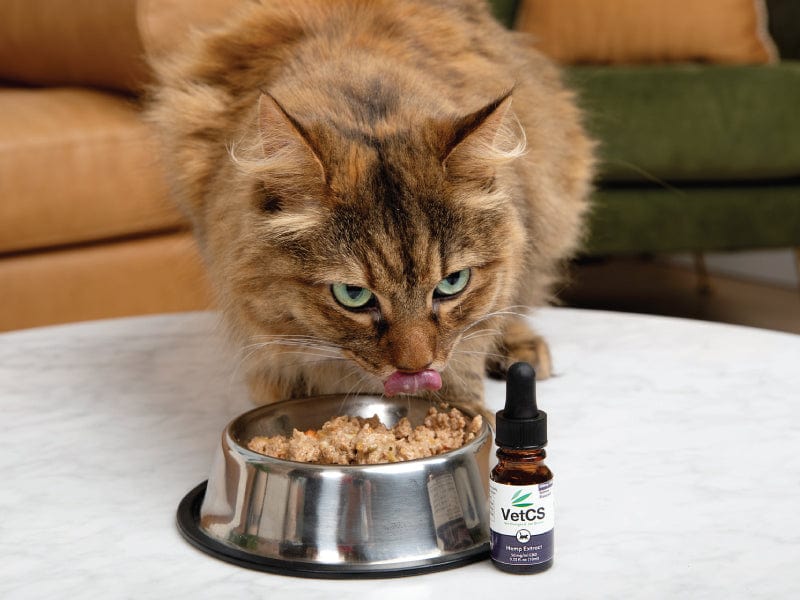 VetCS CBD for cats – a fluffy brown tabby cat eating from a stainless steel bowl with a bottle of VetCS Hemp Extract for cats on a marble table.