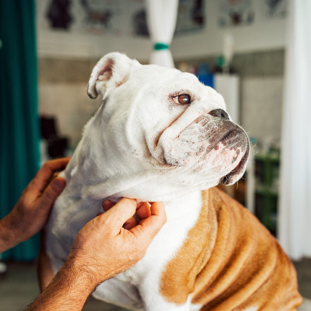 Brown and white bulldog on a veterinarian's table.  