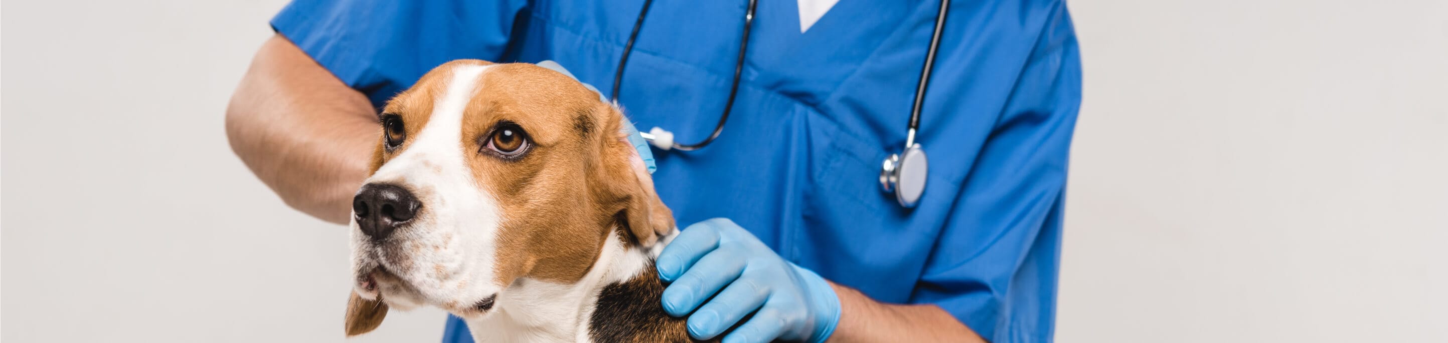 Veterinarian examining a dog with a stethoscope on a plain background