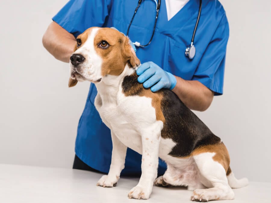 Dog being examined by a veterinarian wearing blue scrubs and gloves.
