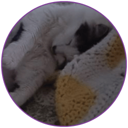 Close-up of a cat sleeping on a textured blanket with a blurred purple border