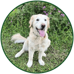 Dog sitting on grass