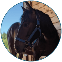 Horse wearing a bridle with a blurred background