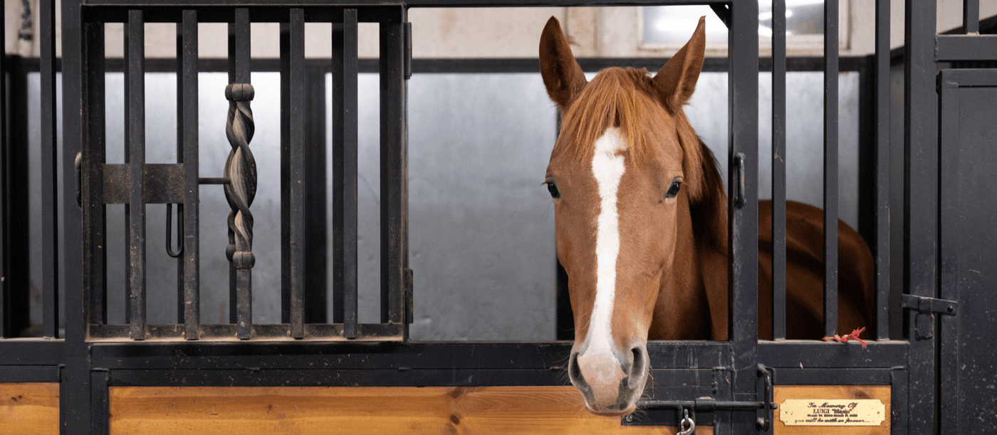 Would My Horse Benefit from Vital E+ Omega Oil?