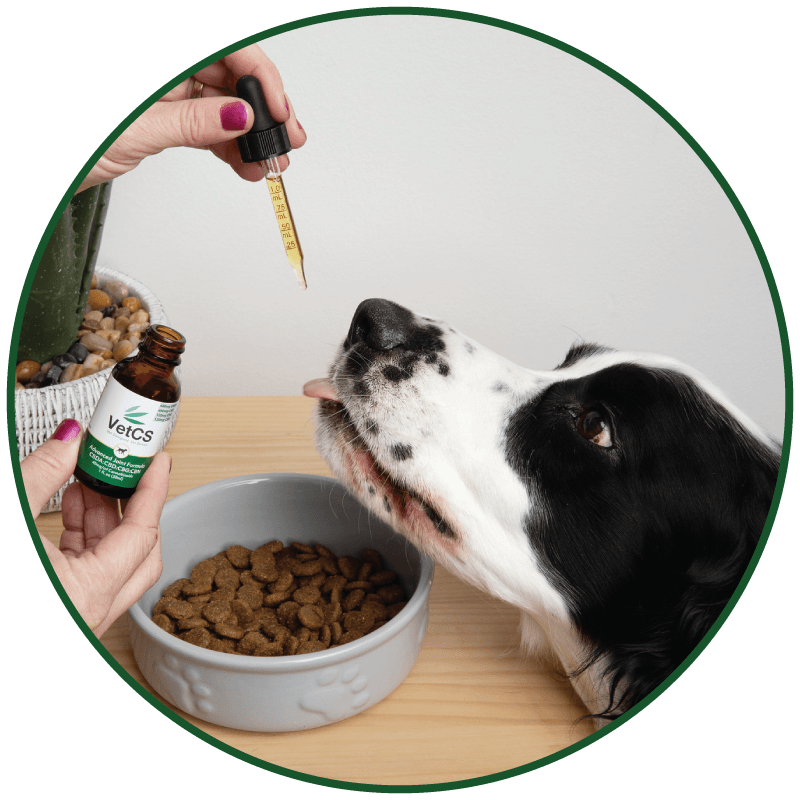 Dog being given a drop of VetCS Advanced Joint Formula