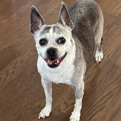 VetCS customer's dog abby from the review