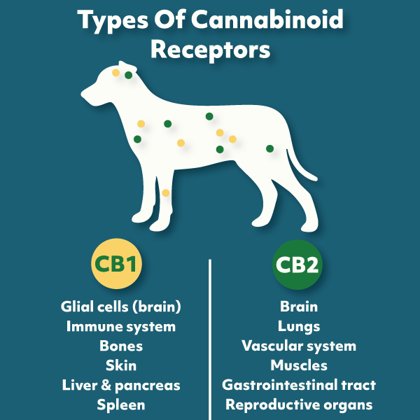 Illustration showing CB1 and CB2 cannabinoid receptors in dogs, highlighting where CBD interacts in the brain, immune system, and organs.