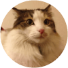 customer's furry white and brown cat