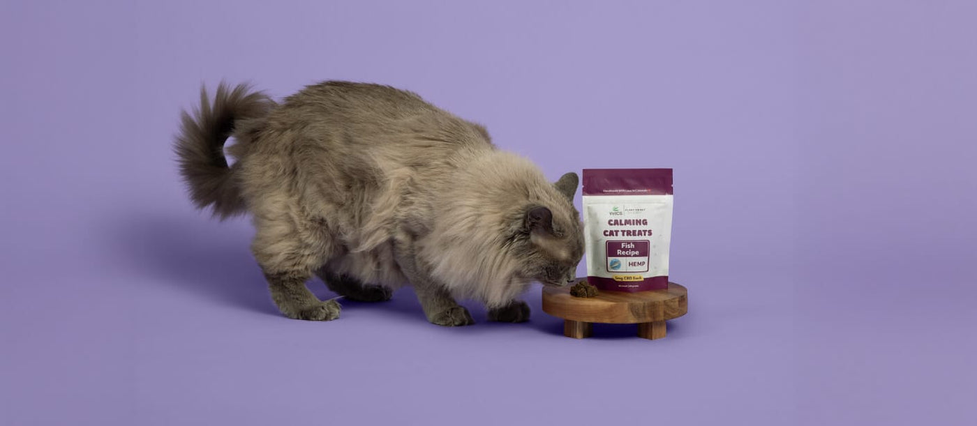 Can smelling the VetCS Calming Cat Treats with a solid purple backgournd