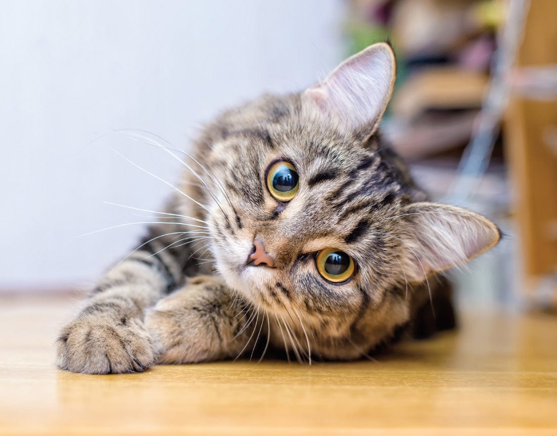 Relaxed tabby cat lying on a wooden floor, tilting its head with curious eyes – ideal for illustrating feline wellness and CBD benefits.