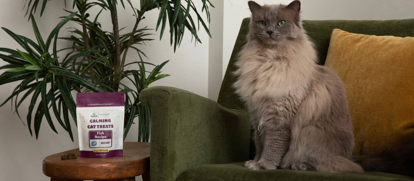 Cat sitting on a green couch with VetCS cat treats on a side table