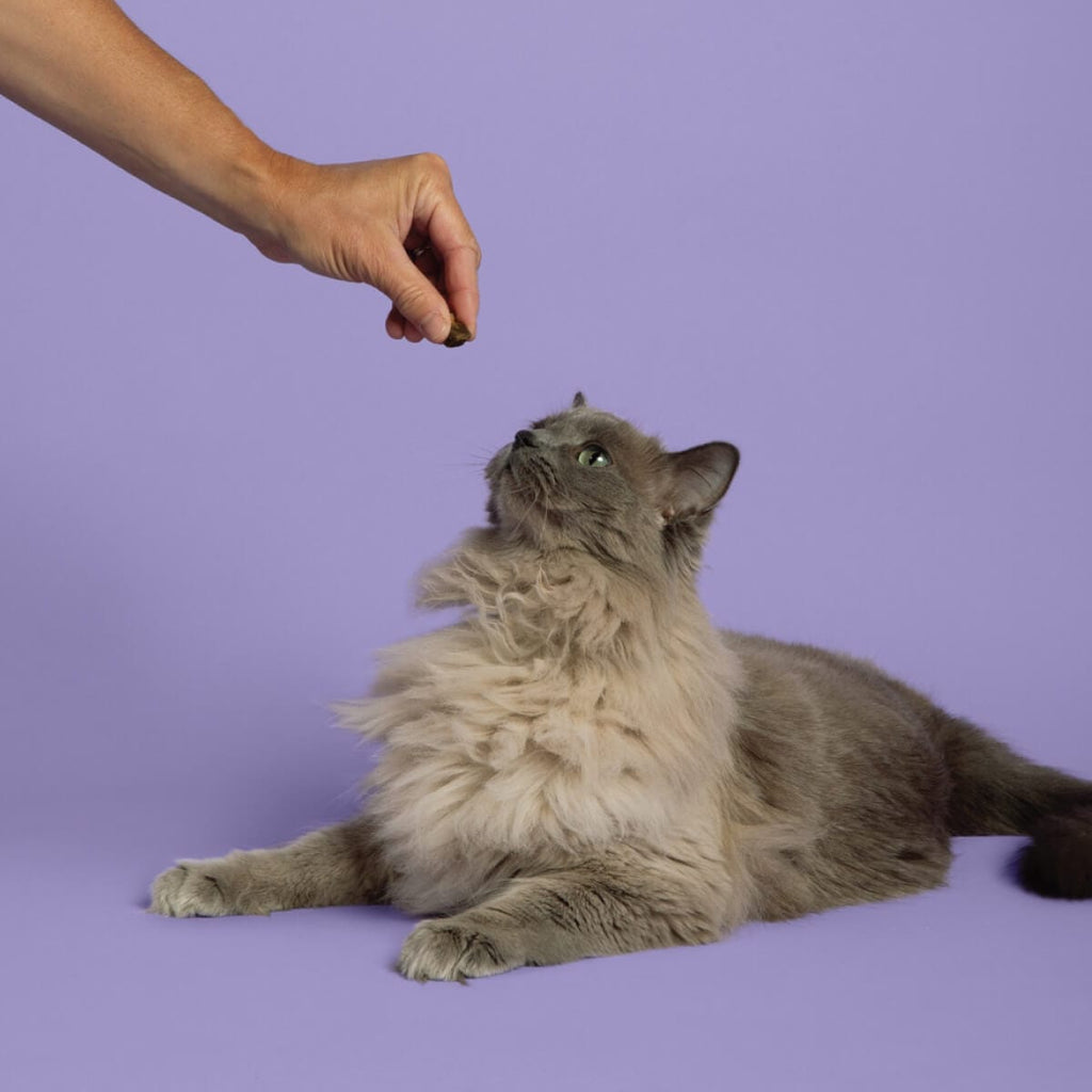 person giving a cat VetCS Soft chew