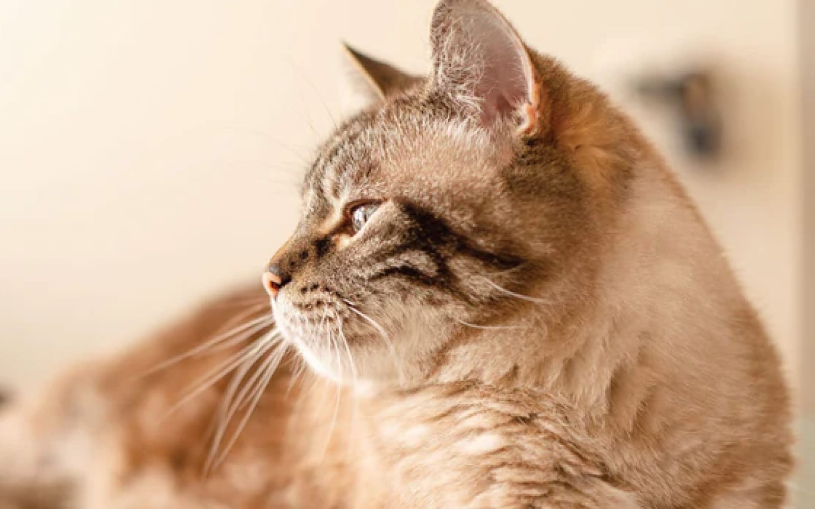 Close-up of a cat with a blurred background
