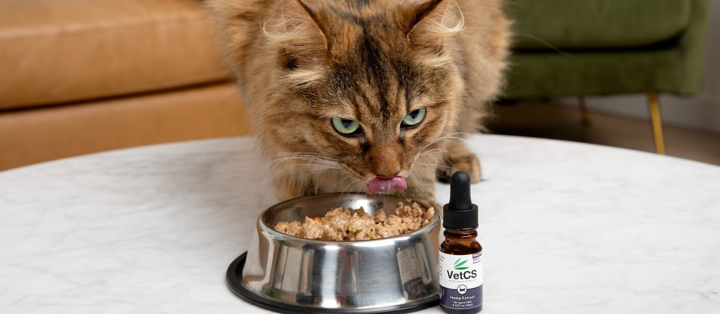 Cat eating from a bowl with VetCS High Dose CBD Oil with Catnip and Silvervine beside it