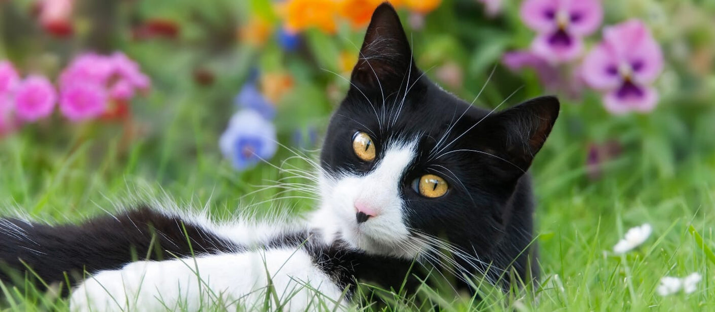 Black and white cat relaxing in a garden representing calm behavior supported by VetCS CBD oil for cats
