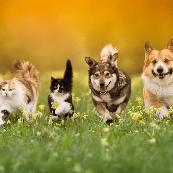 Two cats and two dogs running together in a grassy field with a blurred background