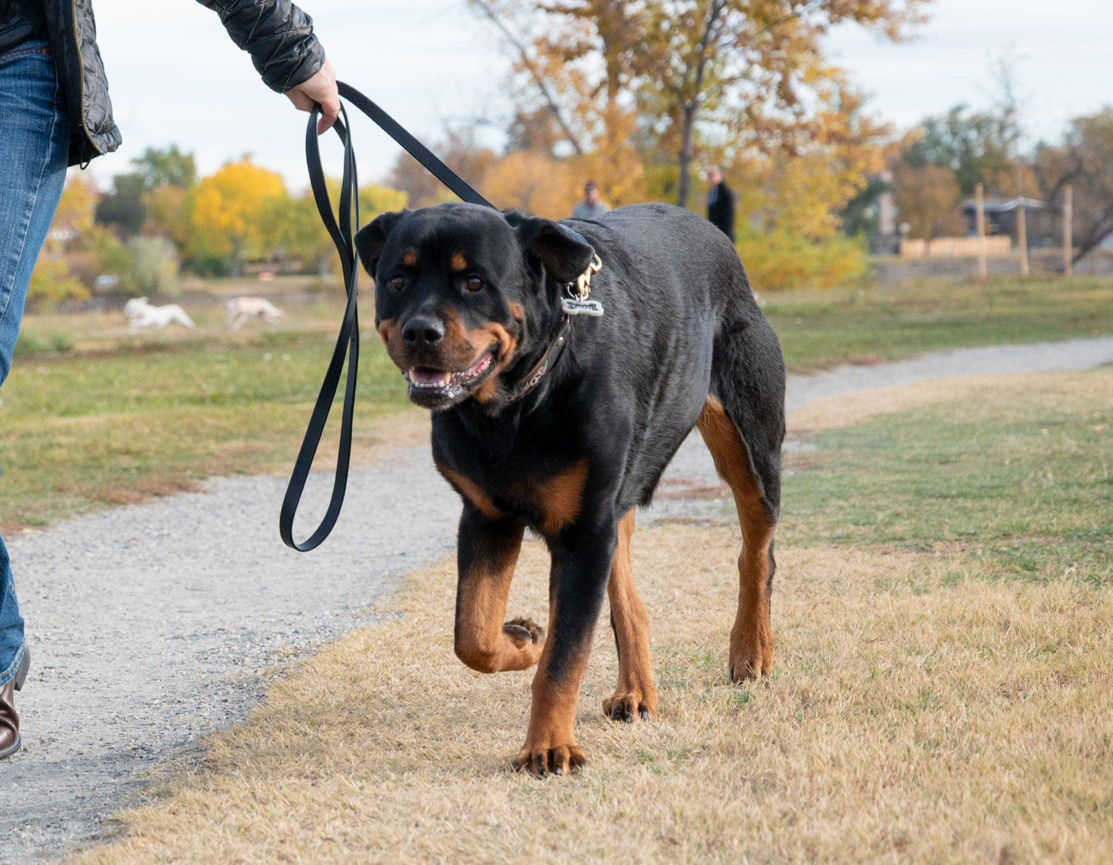 Black and brown dog walking in a park on a leash looking happy
