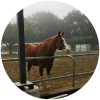 Horse standing behind a fence in a misty field