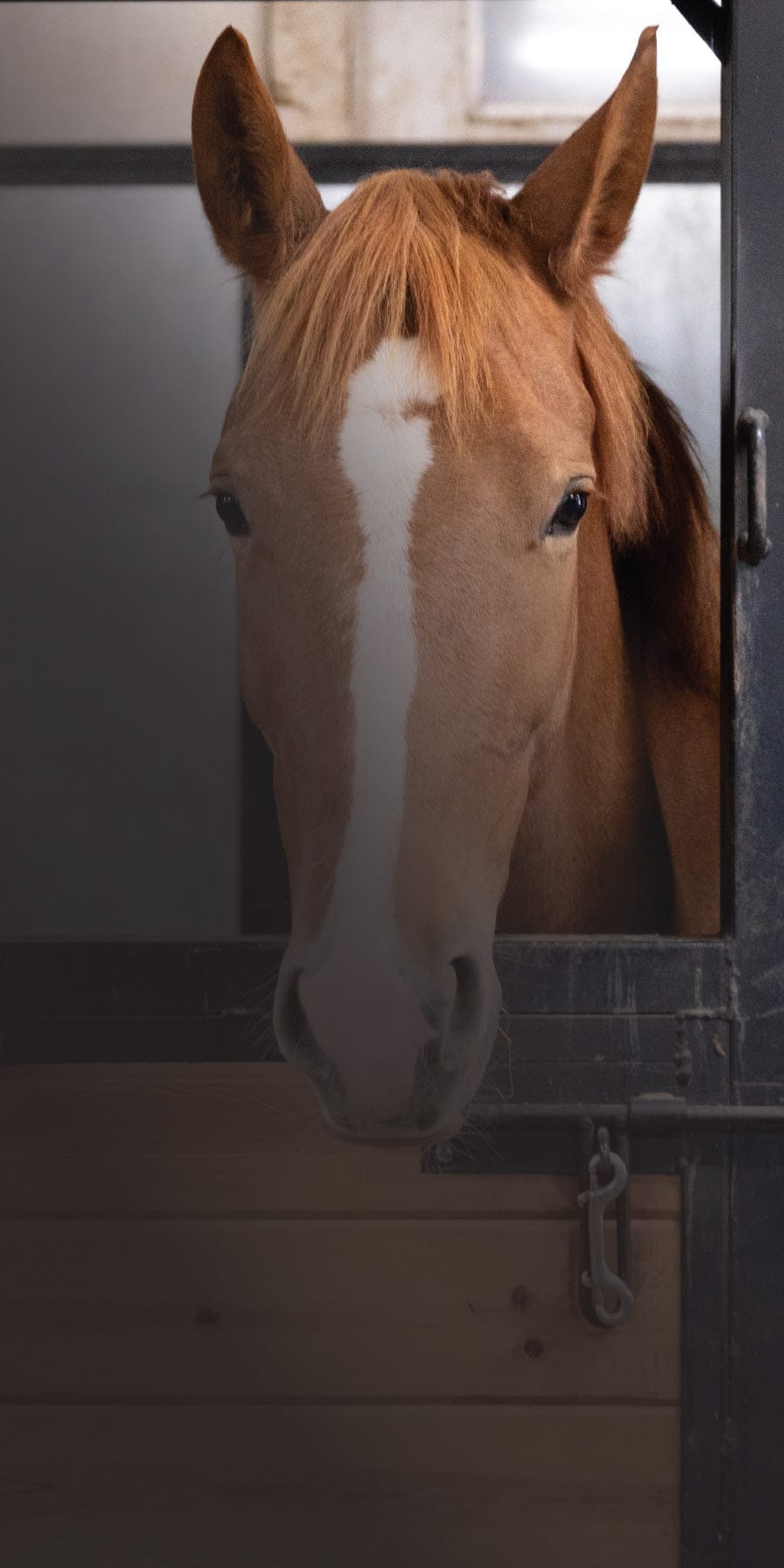 Horse peeking out from a stable door