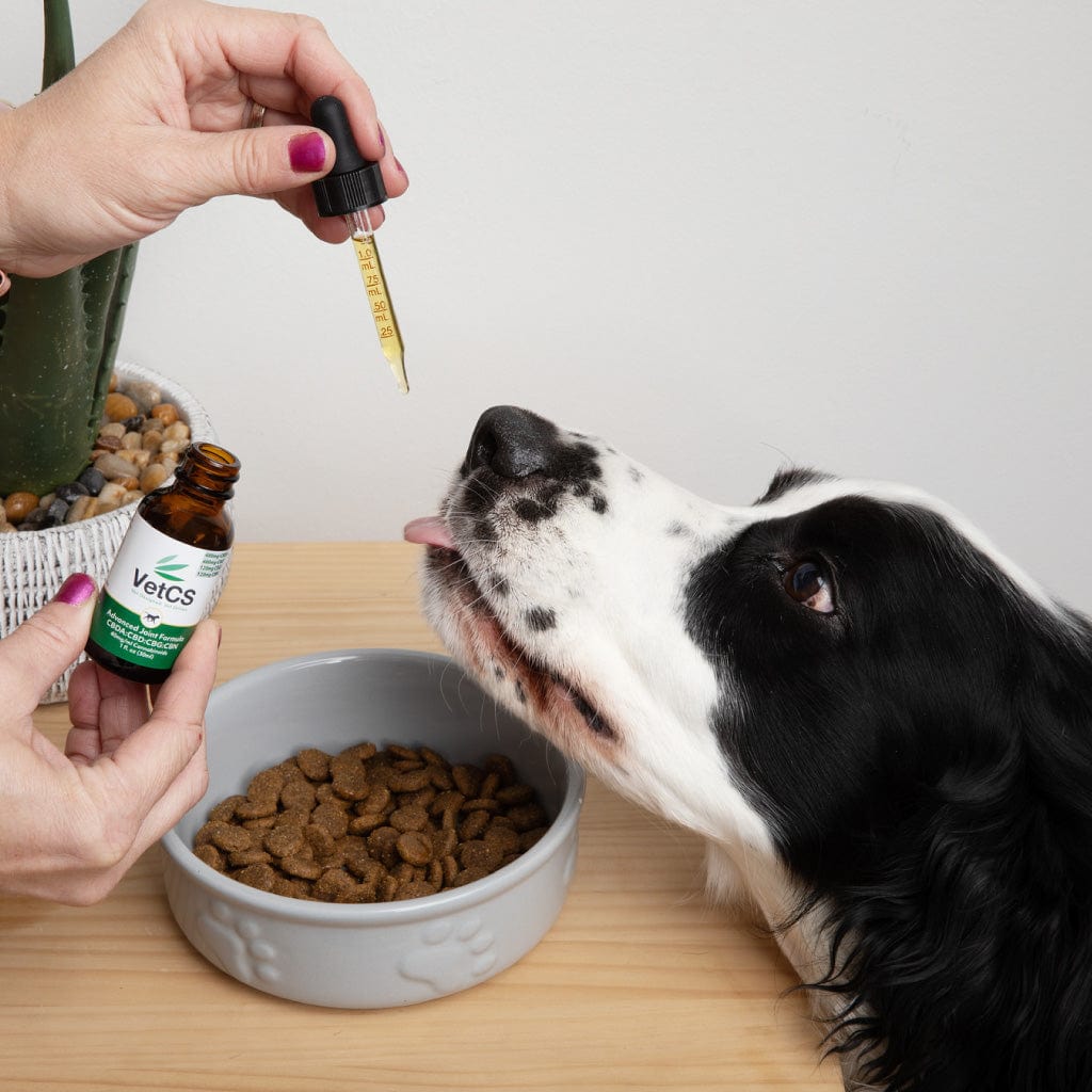 VetCS advanced joint formula tincture feeding to black and white dog over a bowl of dog food