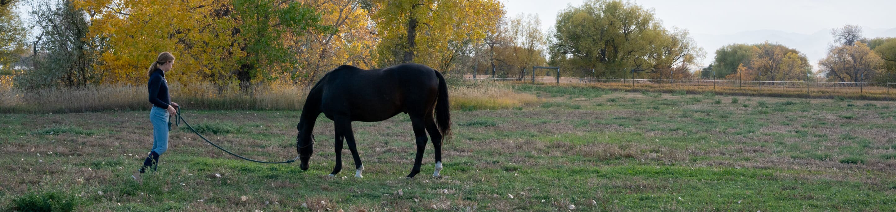 Person walking a horse in an open field with trees in the background