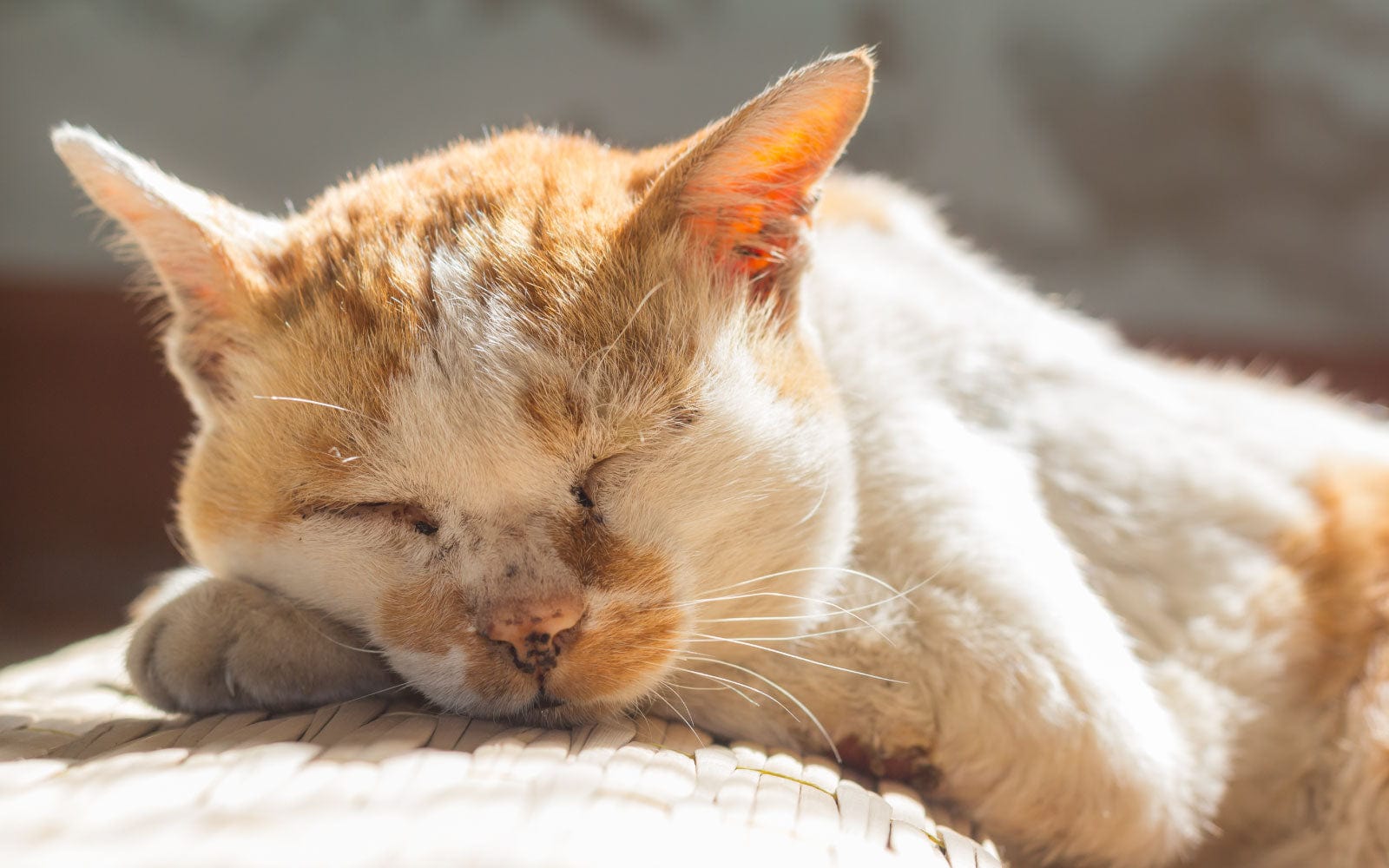 Senior orange and white cat sleeping in sunlight, representing feline comfort and wellness with VetCS CBD.