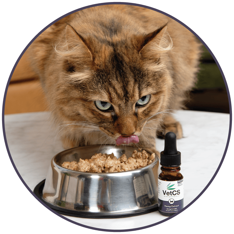 Cat eating from a bowl with a bottle of VetCS product in the foreground