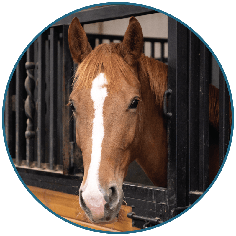 Brown horse with a white stripe on its face looking out from a stable.