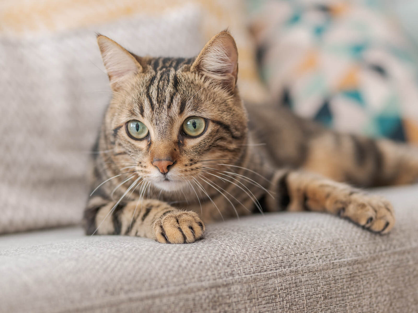 brown and black cat laying on a couch