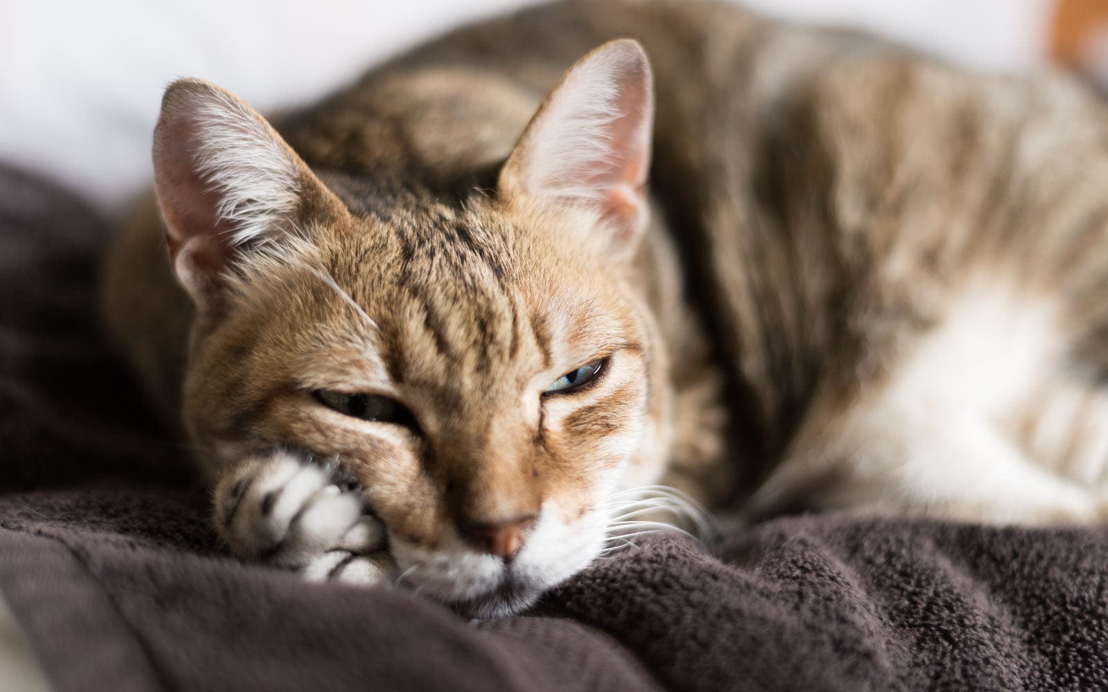 Tired orange tabby cat resting on a blanket, representing feline calm and wellness support from VetCS CBD.