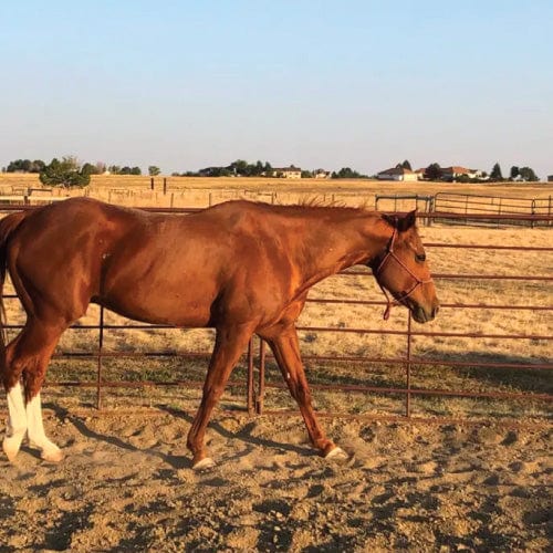 Teresa's horse from the review 