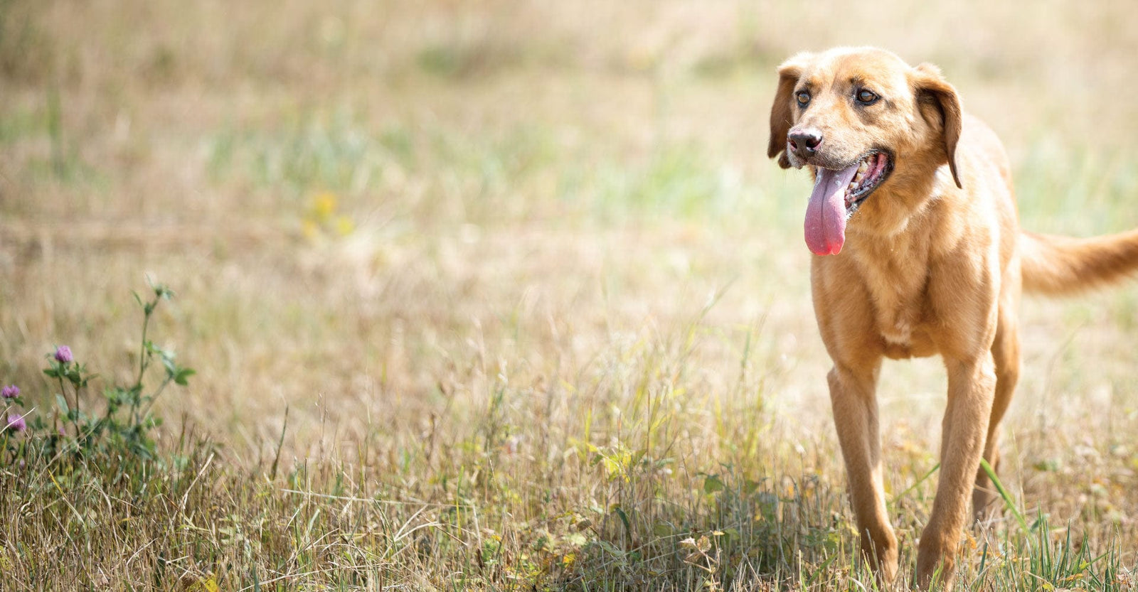 image of dog standing in a field