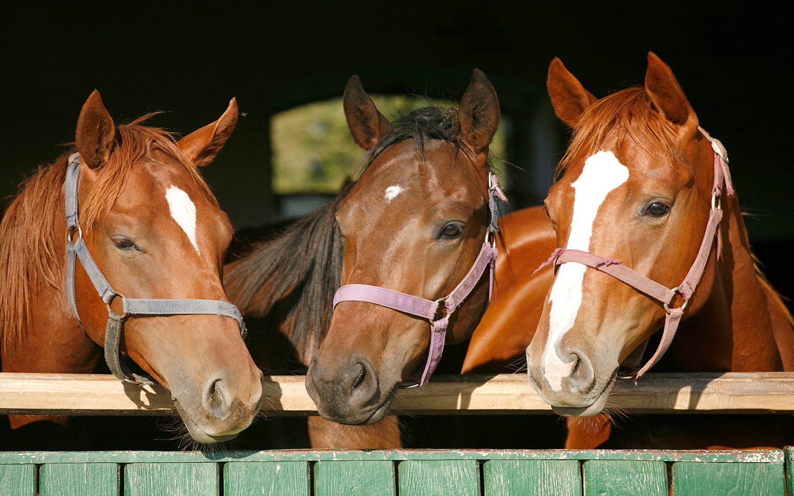 Three horses standing at a stable gate, commonly used to illustrate equine conditions like headshaking syndrome.