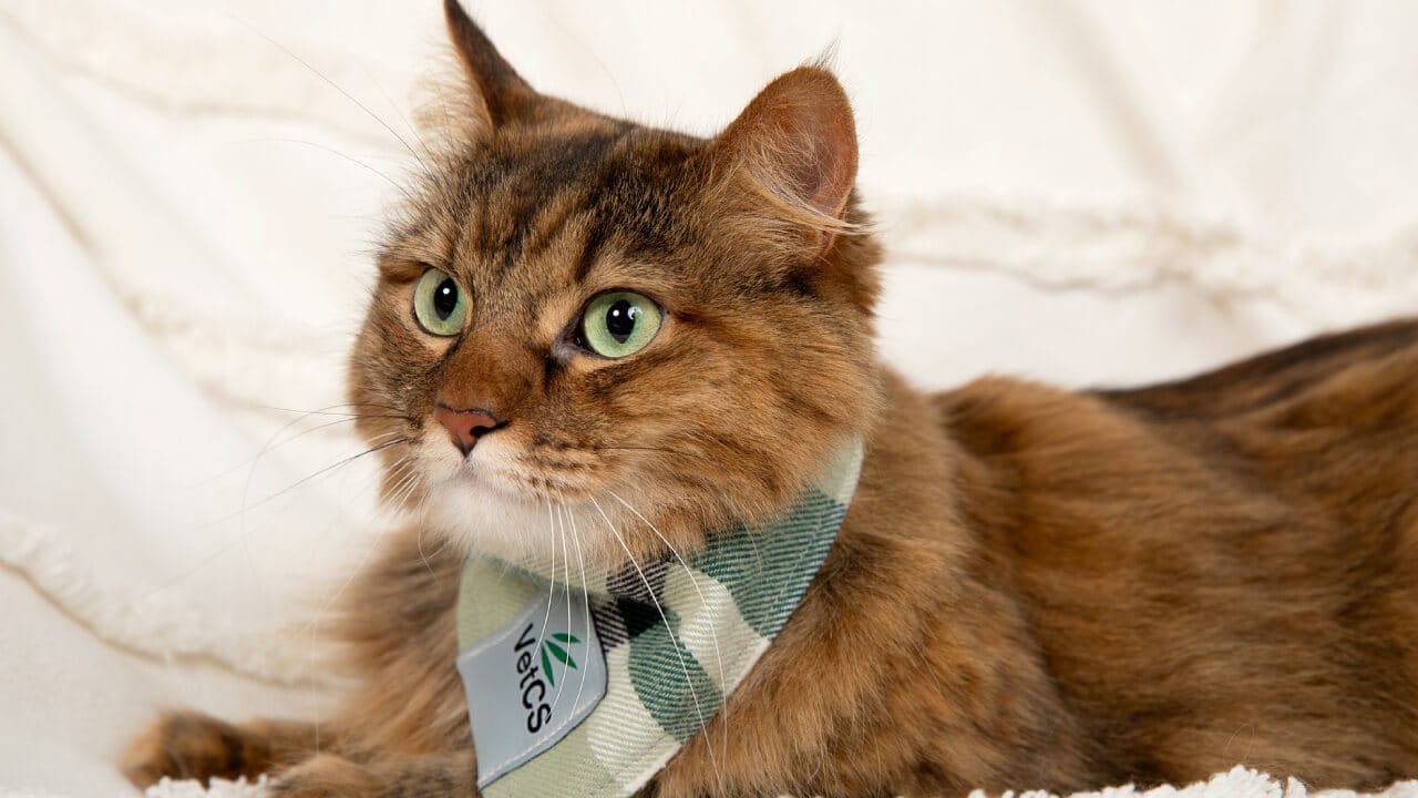 brown and black cat laying on a blanket wearing a green VetCS bandanna 
