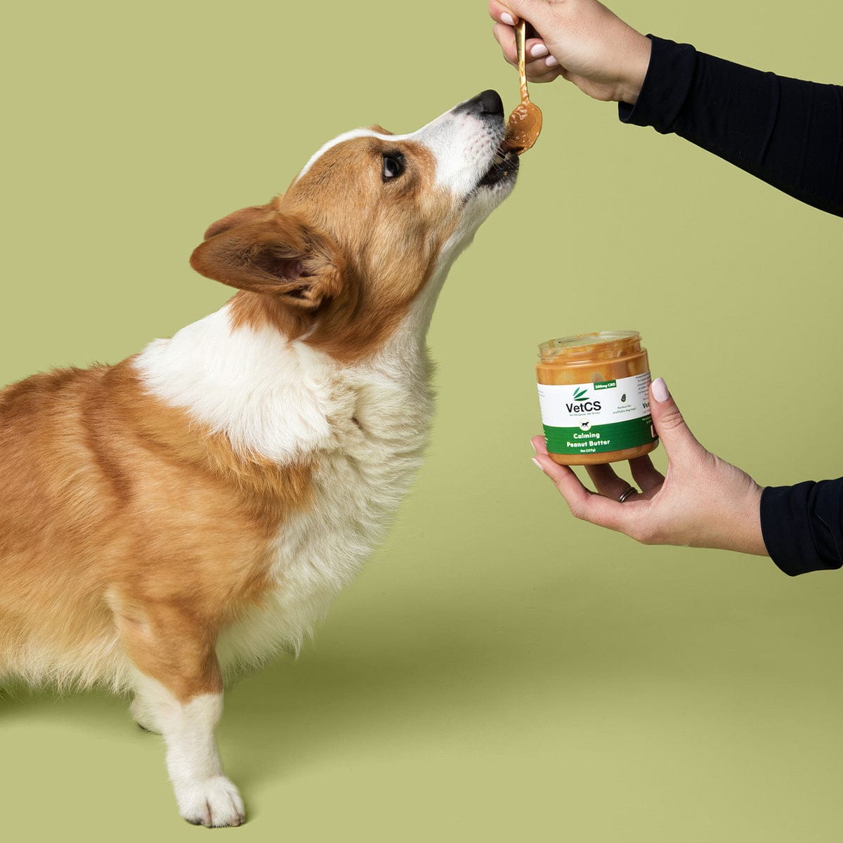 Dog licking VetCS calming CBD peanut butter from spoon – 500mg full-spectrum hemp jar shown