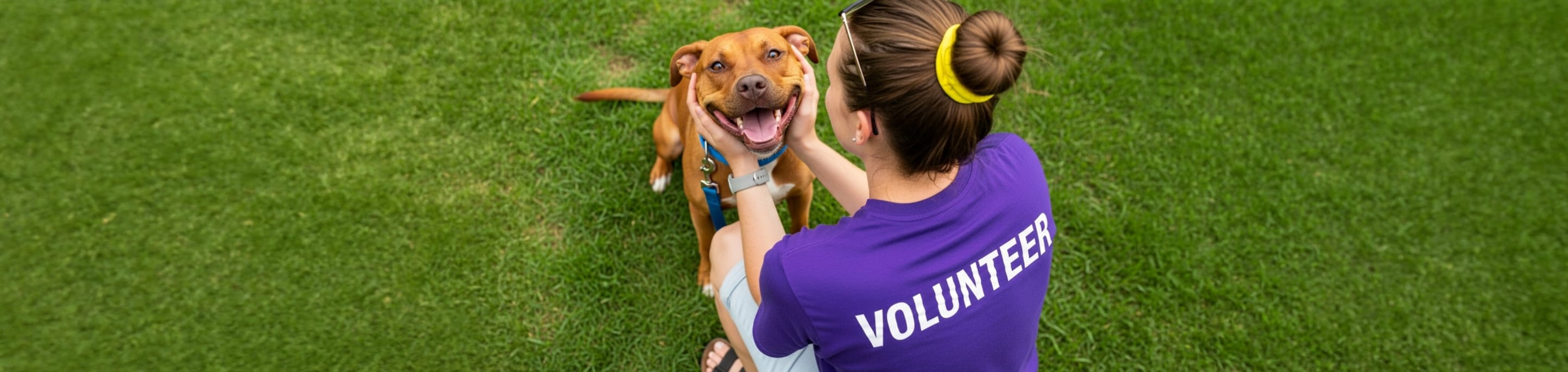 Person in a purple 'volunteer' shirt petting a dog on a grassy field