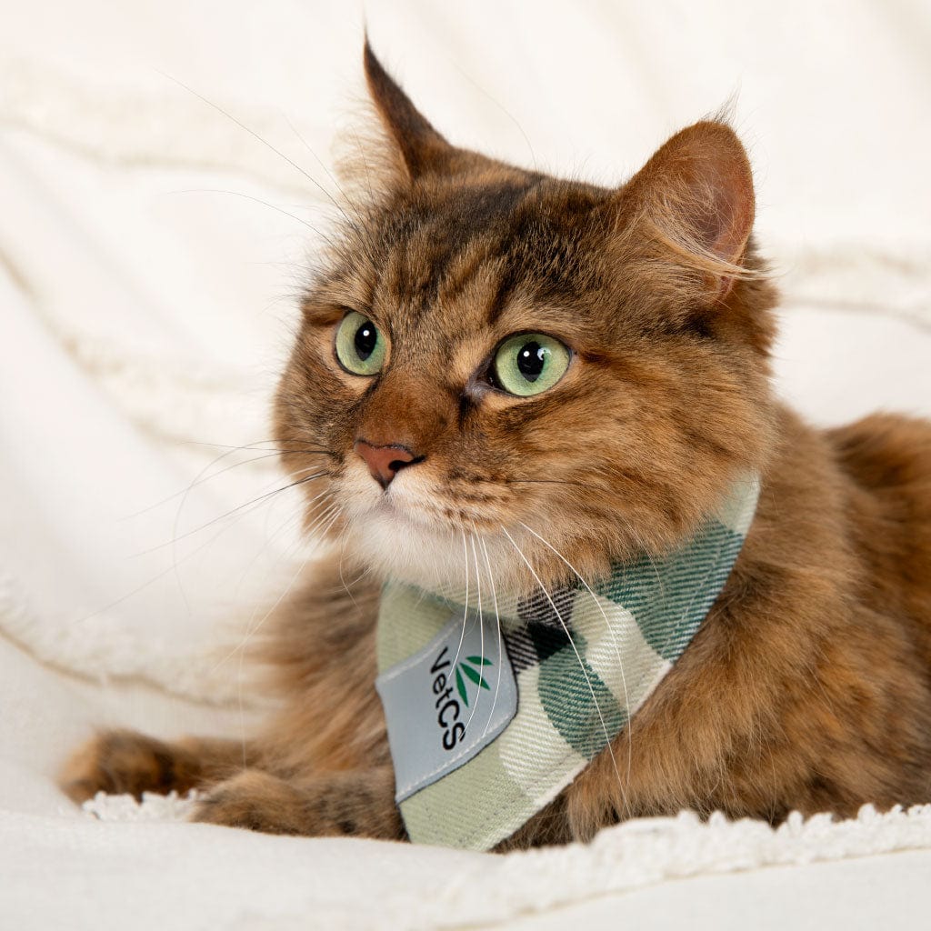 Tabby cat wearing a VetCS bandana, lounging on a white blanket, representing VetCS high-dose CBD oil with catnip for cats.