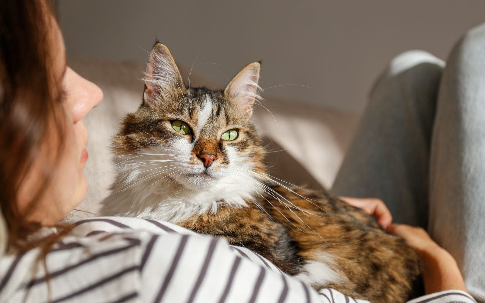Woman relaxing with her long-haired tabby cat in her lap, symbolizing calm and connection supported by VetCS CBD.