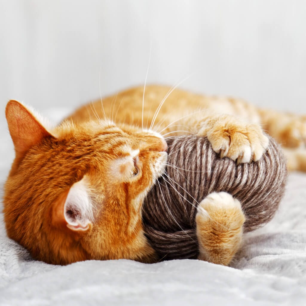 Orange tabby cat playfully biting and hugging a ball of yarn on a soft gray blanket – a cozy and energetic feline moment.