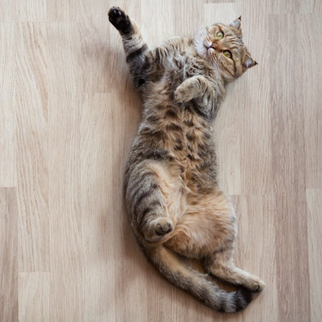 image of cat laying on a wooden floor with arms stretched out