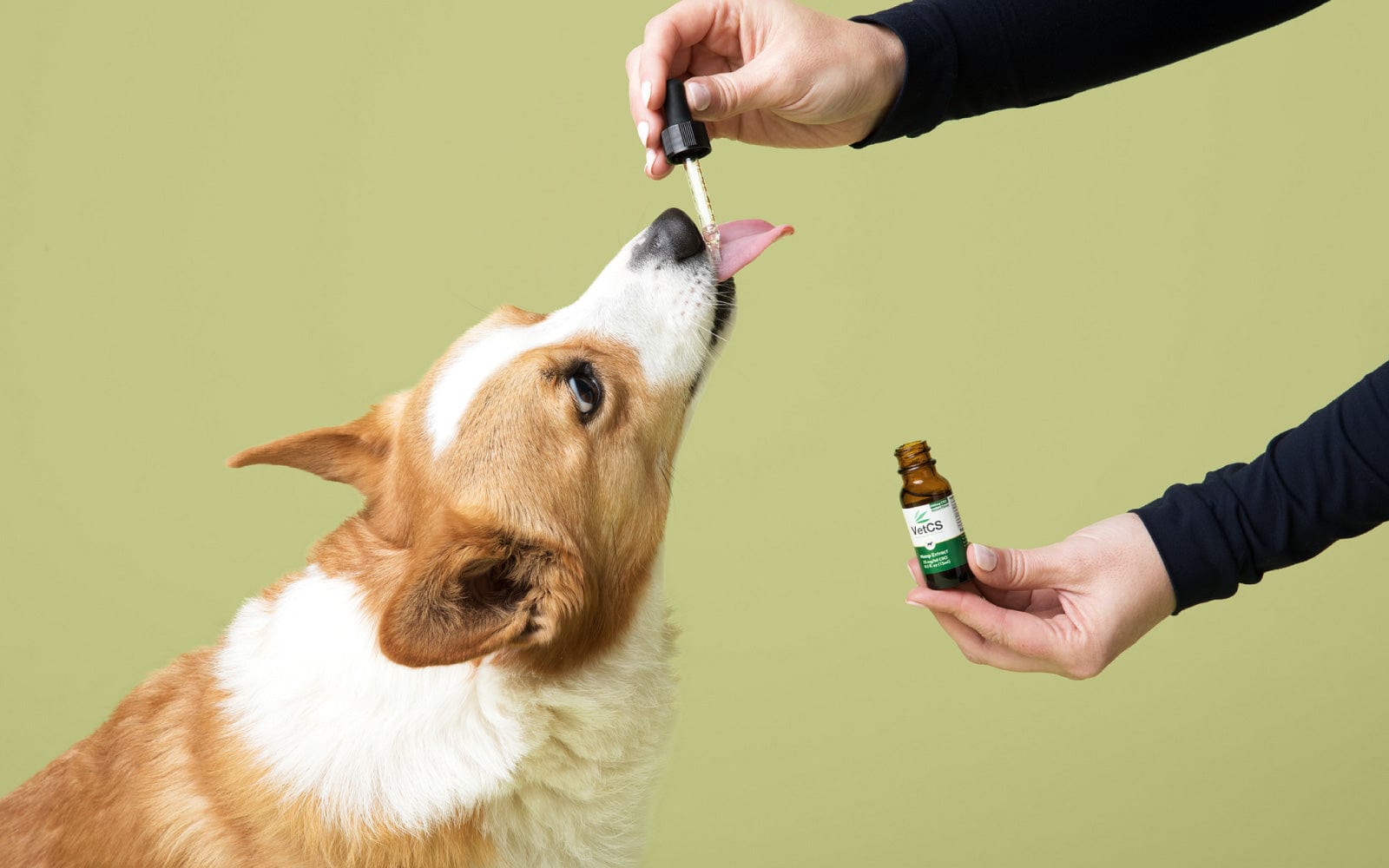 Corgi licking CBD oil from a dropper held by a person, illustrating direct dosing for dogs.