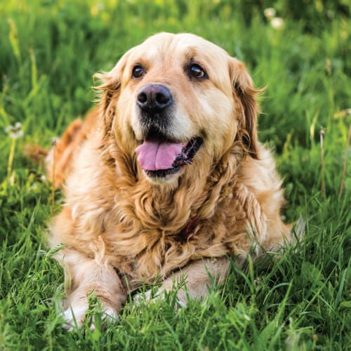 Dog sitting in green grass looking away from the camera