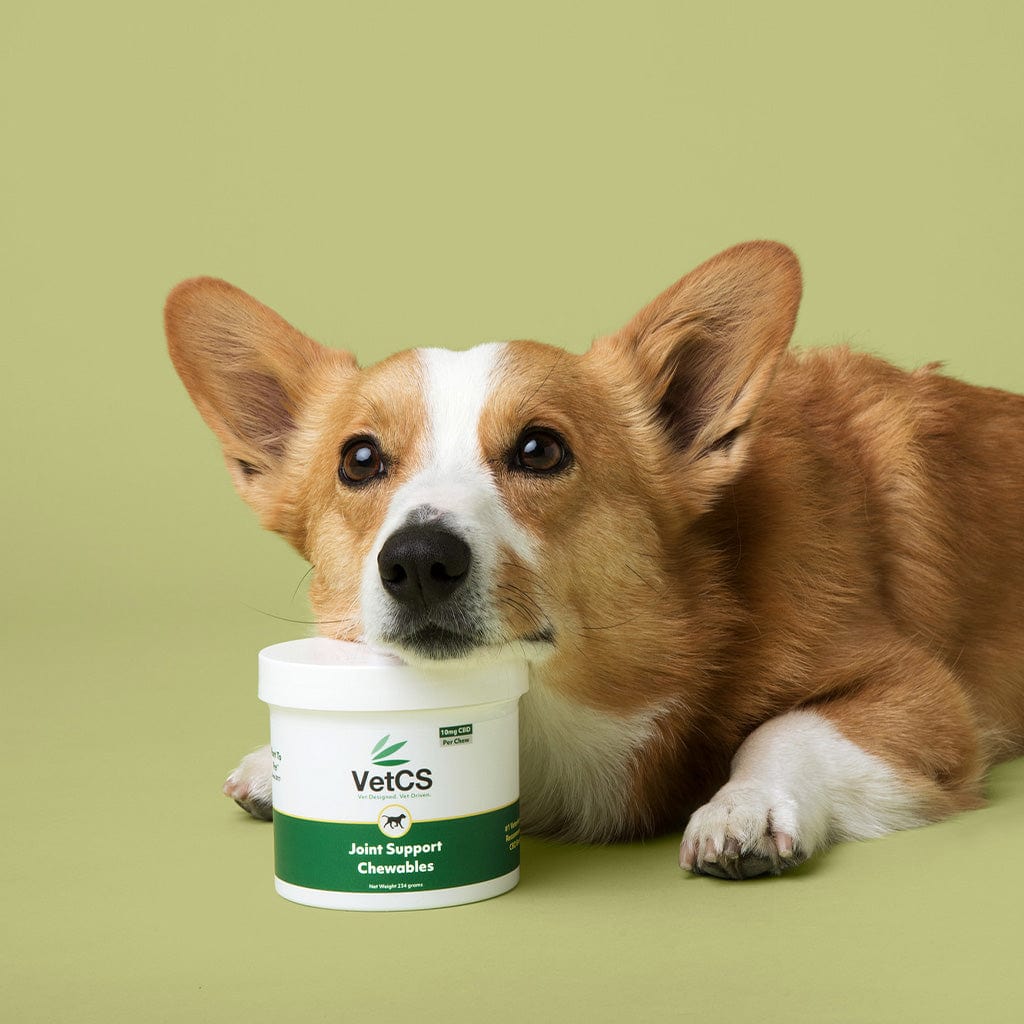 Corgi resting its head on a container of VetCS Joint Support Chewables for dogs, photographed on a soft green background.