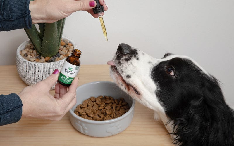 Dog licking a VetCS CBD oil dropper above a food bowl, demonstrating how VetCS products are used to support pet wellness