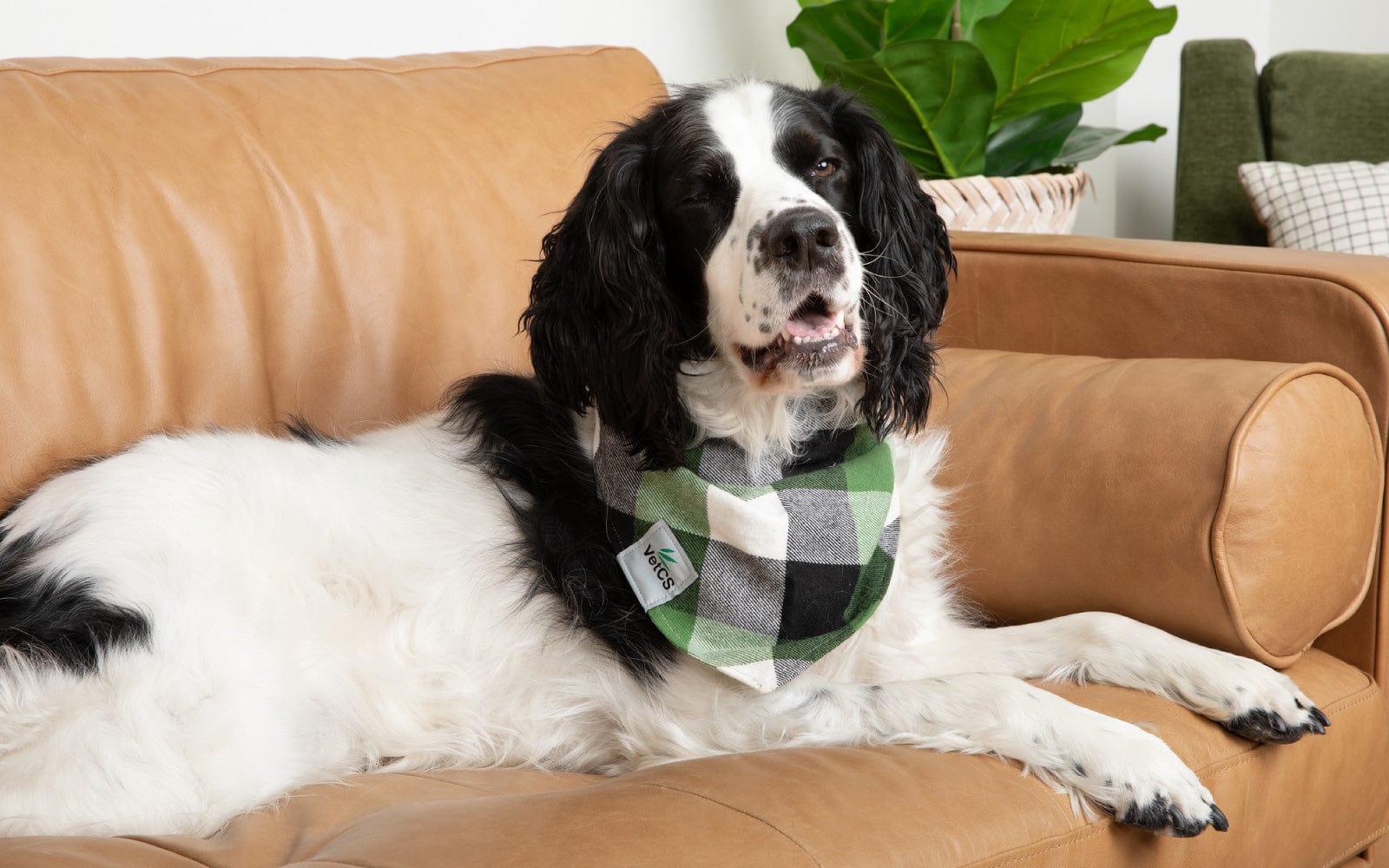 Black and white dog wearing a green plaid bandana, resting comfortably on a leather couch.