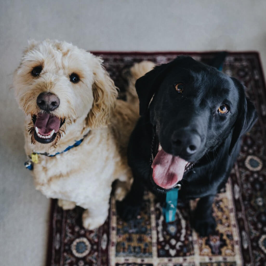 image of two dogs looking up from a rug in a home