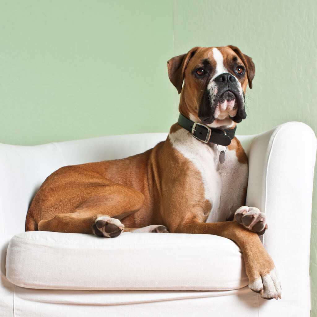 image of a boxer breed dog sitting on a white chair