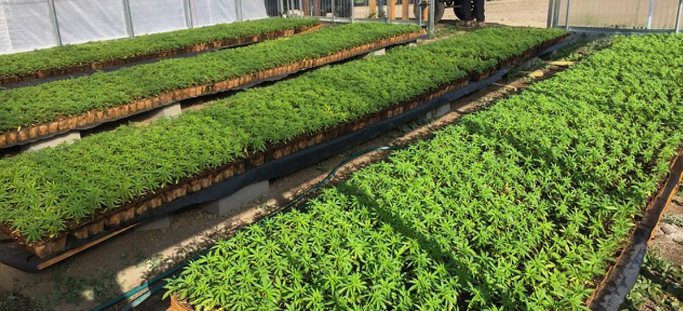 Row of green plants in trays on a concrete floor with a white wall in the background