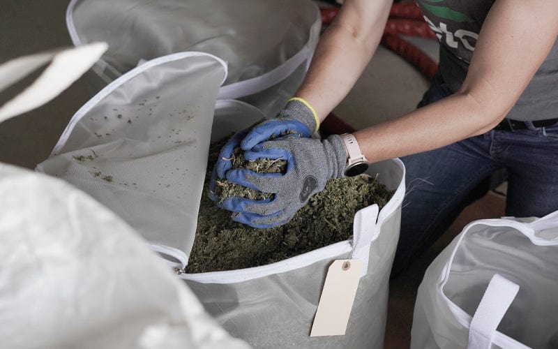 VetCS team member handling freshly processed hemp with gloved hands, highlighting the company's hands-on commitment to ingredient quality and transparency.
